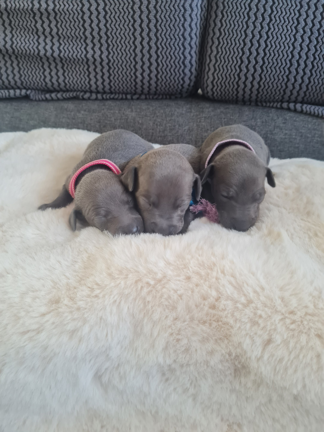 Chiot Petit Levrier Italien de la vallée de venus