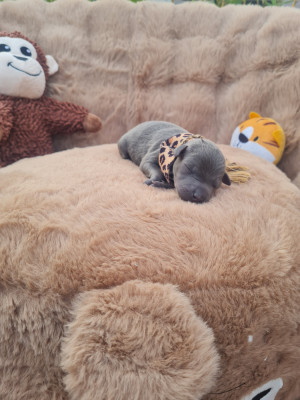 Chiot 1