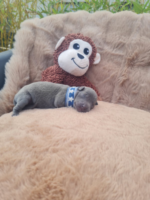 Chiot 2