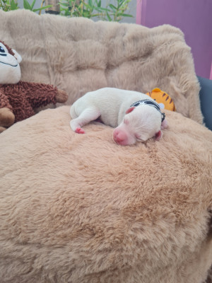Chiot 3