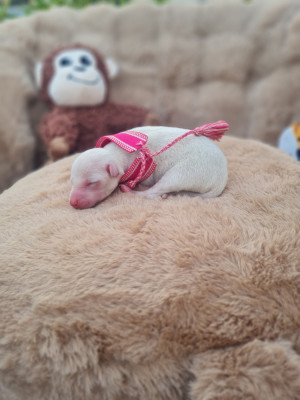Chiot 4